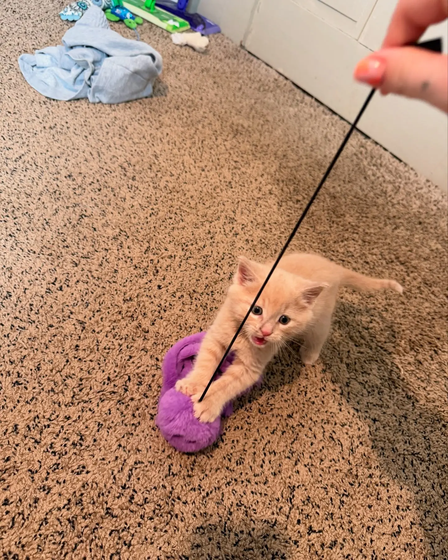 Lacie Marie Evans’ Feral Kittens Enjoy Playtime