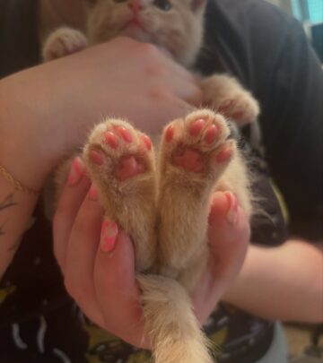 Lacie charms fans with her cute toe beans, sparking trendy vibes on Instagram delight now.