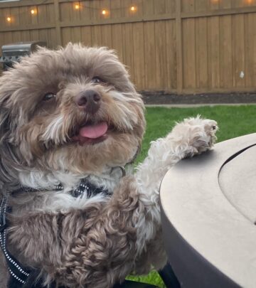 Daily Show founder Lizz Winstead spotlights rescue dog Mr Funk in a heartfelt tribute post