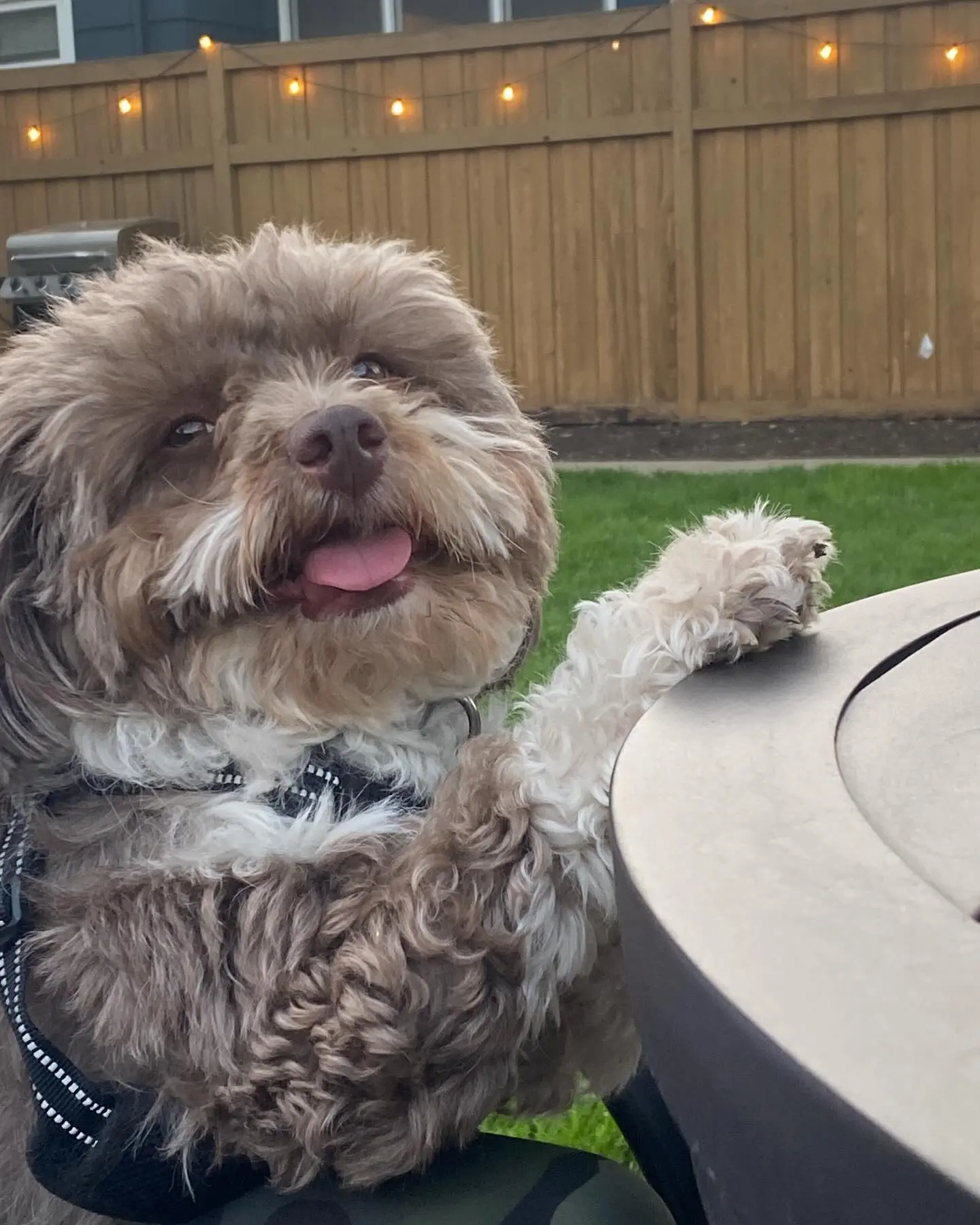Lizz Winstead Celebrates Rescue Pup MVP on Dog Rescue Day Daily Show founder Lizz Winstead spotlights rescue dog Mr Funk in a heartfelt tribute post