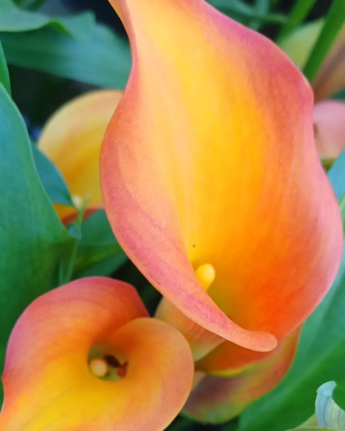 Elegant Blooms Reflect a Storied Career, Showcasing Clark’s Legal Grit & Timeless Grace!!