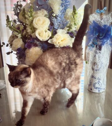 Ex–first lady’s feline pal keeps an eye on gifts marking the household’s tiniest newcomer.