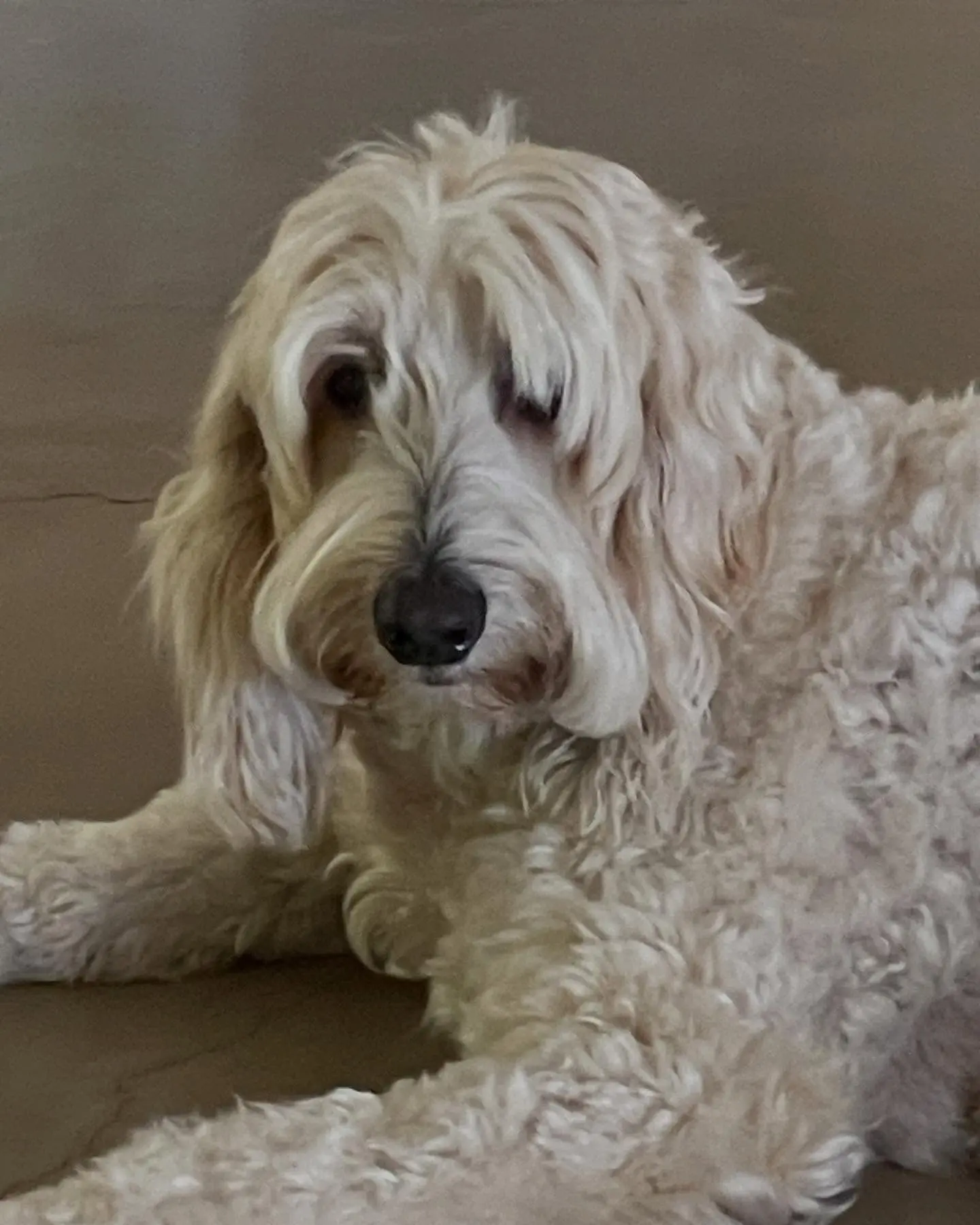 Mary Elizabeth Ellis' Pet Shenanigans Go Viral