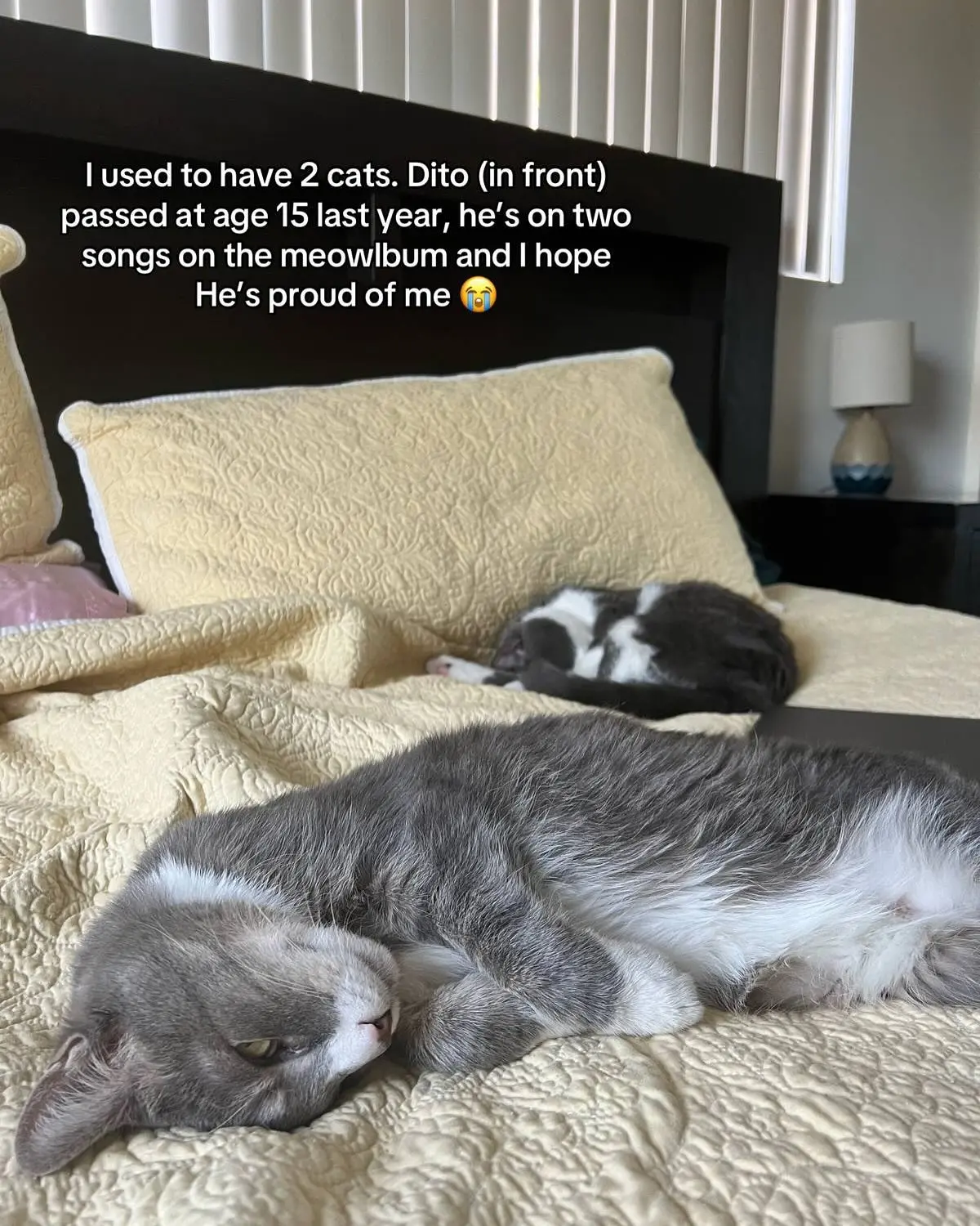 Meredith Bull Drops 'The Meowlbum' of All Cat Songs