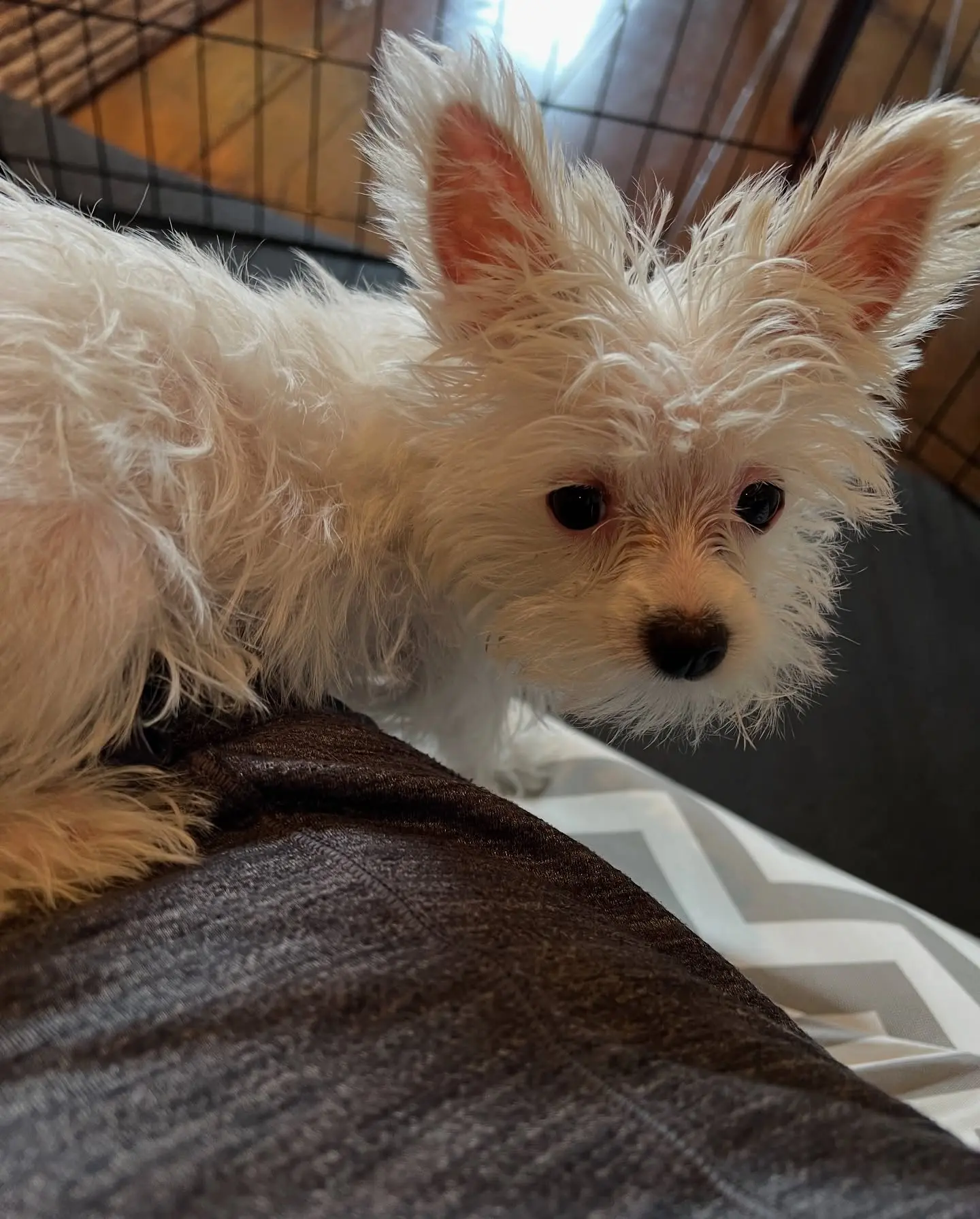 Michelle Pfeiffer Celebrates Rescue Dogs