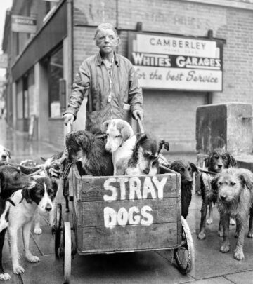 Mickey Rourke Honors Homeless Dogs With Big Heart