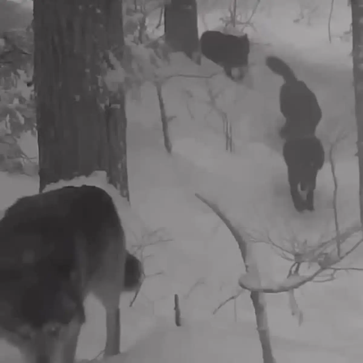 Mickey Rourke Honors Wolf Packs With Call For Protection Actor Mickey Rourke uses his platform to promote wildlife care and legislative change!!?!