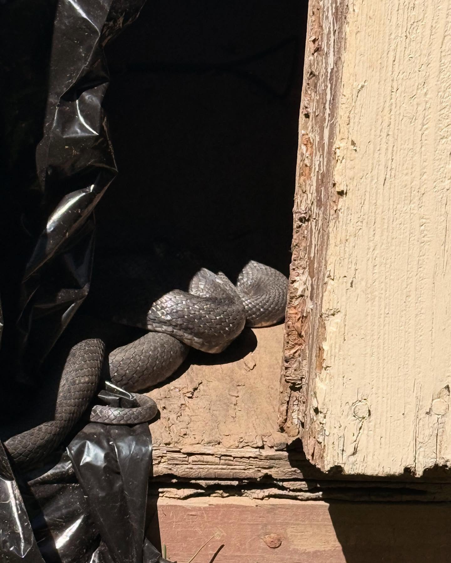 Mike Finoia Unveils His Yard Monster