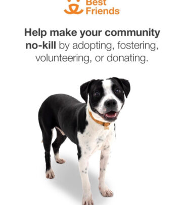 National Adopt A Shelter Pet Day: A Call For Action