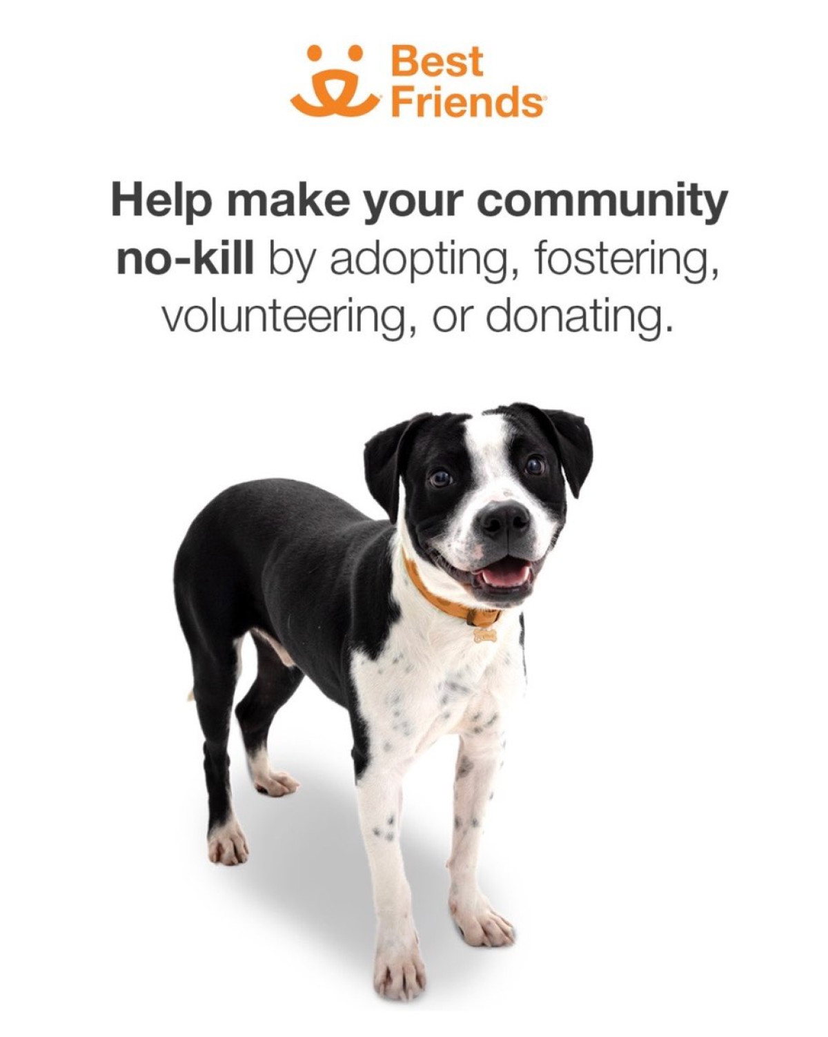 National Adopt A Shelter Pet Day: A Call For Action Timothy Omundson calls for shelter pet support: foster, volunteer, donate, or spread love.!