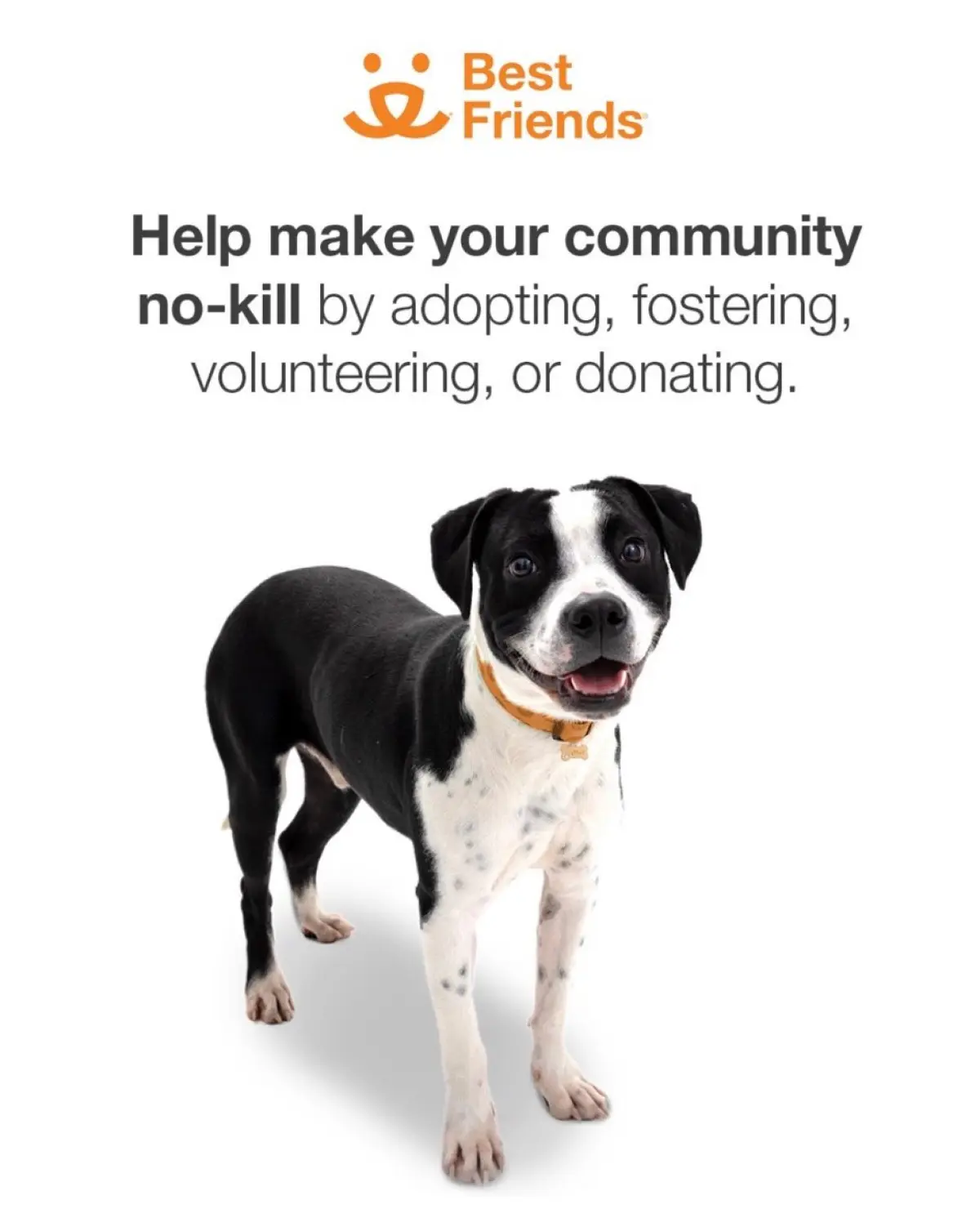 National Adopt A Shelter Pet Day: A Call For Action Timothy Omundson calls for shelter pet support: foster, volunteer, donate, or spread love.!