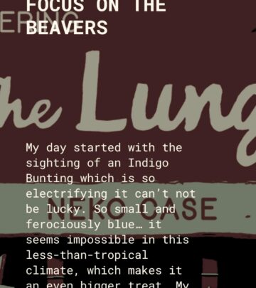 Neko Case Unveils New Substack: Beavers And Good News