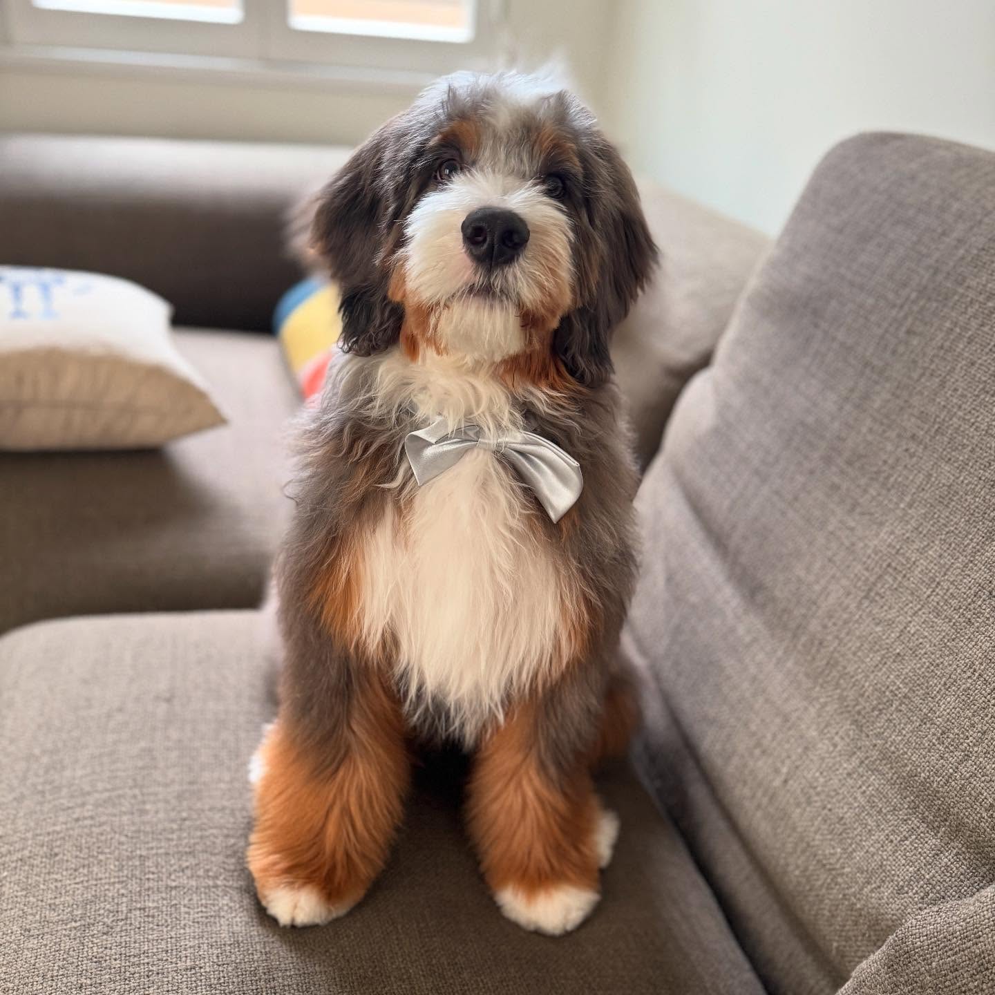 Nico Santos Introduces His Beloved Pet Iconic actor’s playful pet steals the limelight as charm meets heartfelt celebrity life!!