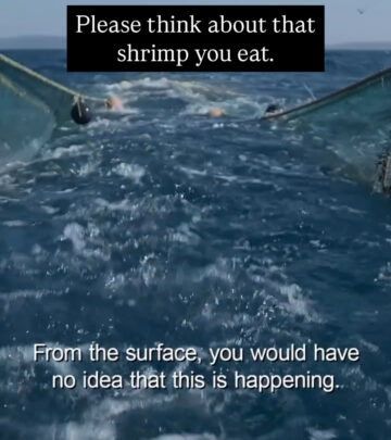 Film with David Attenborough reveals the hidden toll of relentless bottom trawling at sea