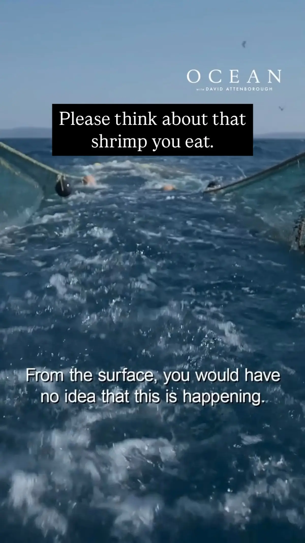 Ocean Film Exposes Tragic Effects Of Bottom Trawling Film with David Attenborough reveals the hidden toll of relentless bottom trawling at sea