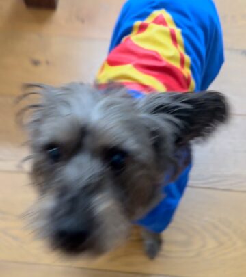 A quirky reveal tying canine charm and famed director James Gunn's bold creative vision!!!