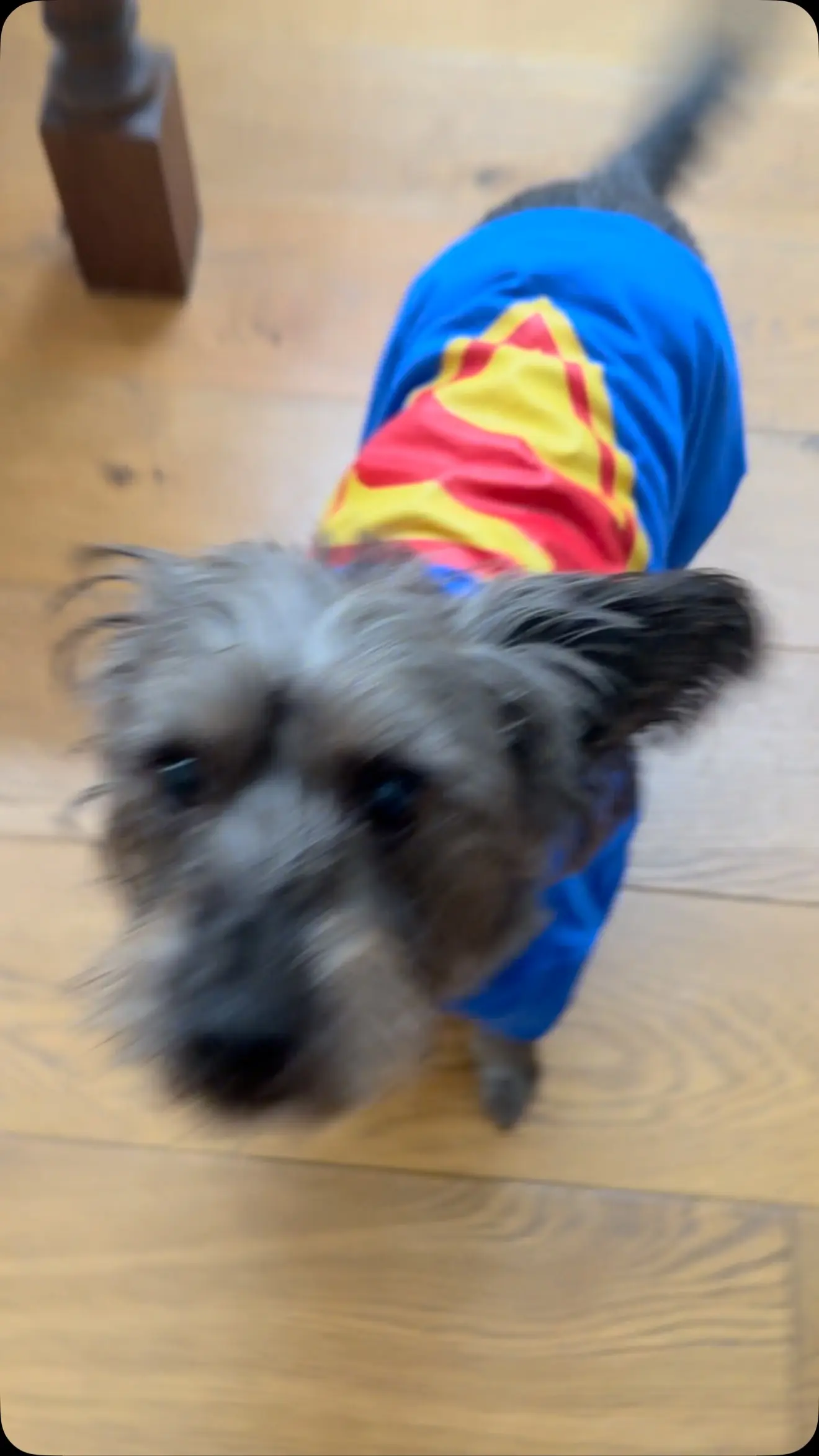 Ozuthedog Representing In James Gunn’s Latest Post A quirky reveal tying canine charm and famed director James Gunn's bold creative vision!!!