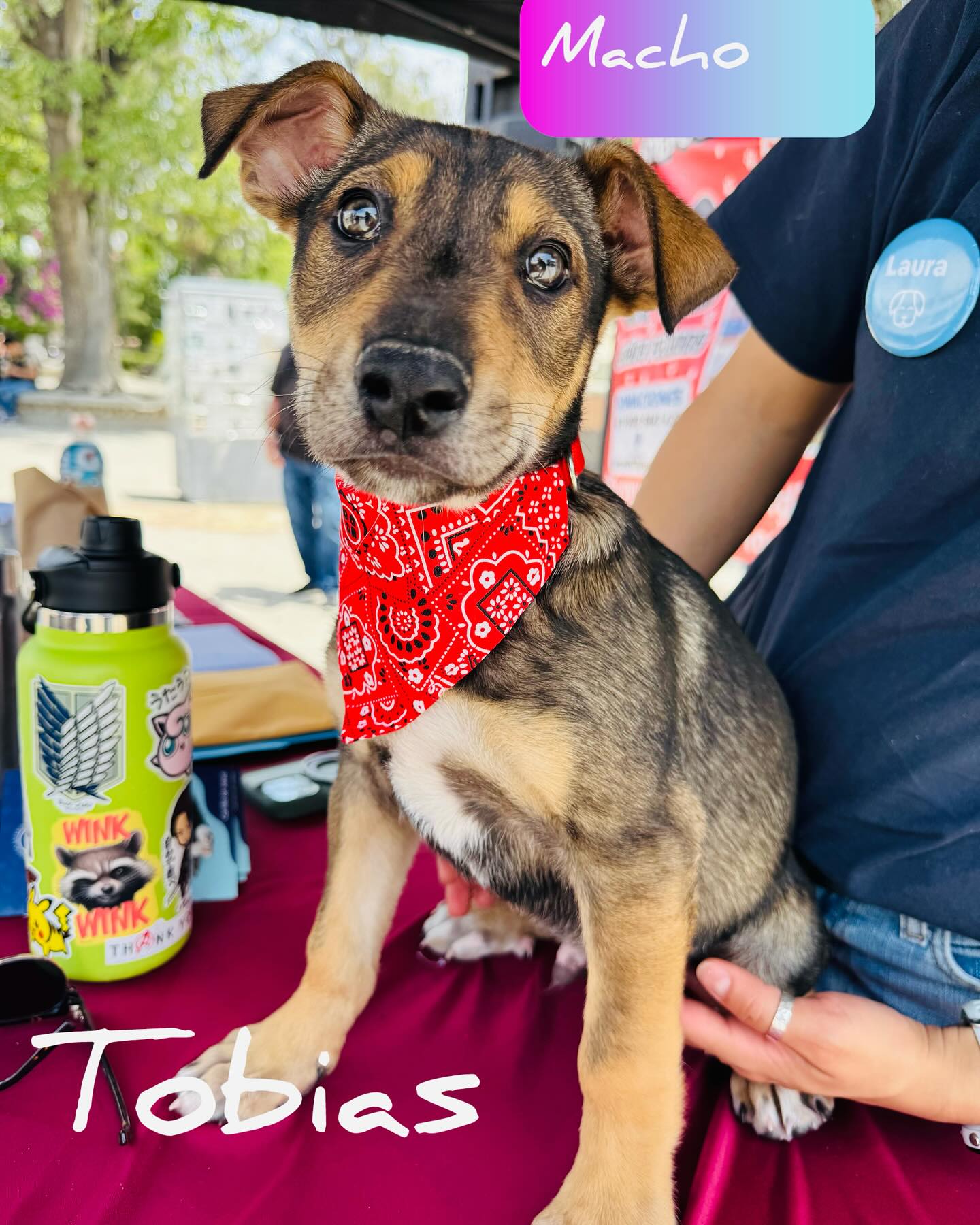 Paws For Hope: Rescued Puppies Seek Forever Homes Heartfelt rescue on the hillside brings 8 adorable pups back from the brink seeking love!!