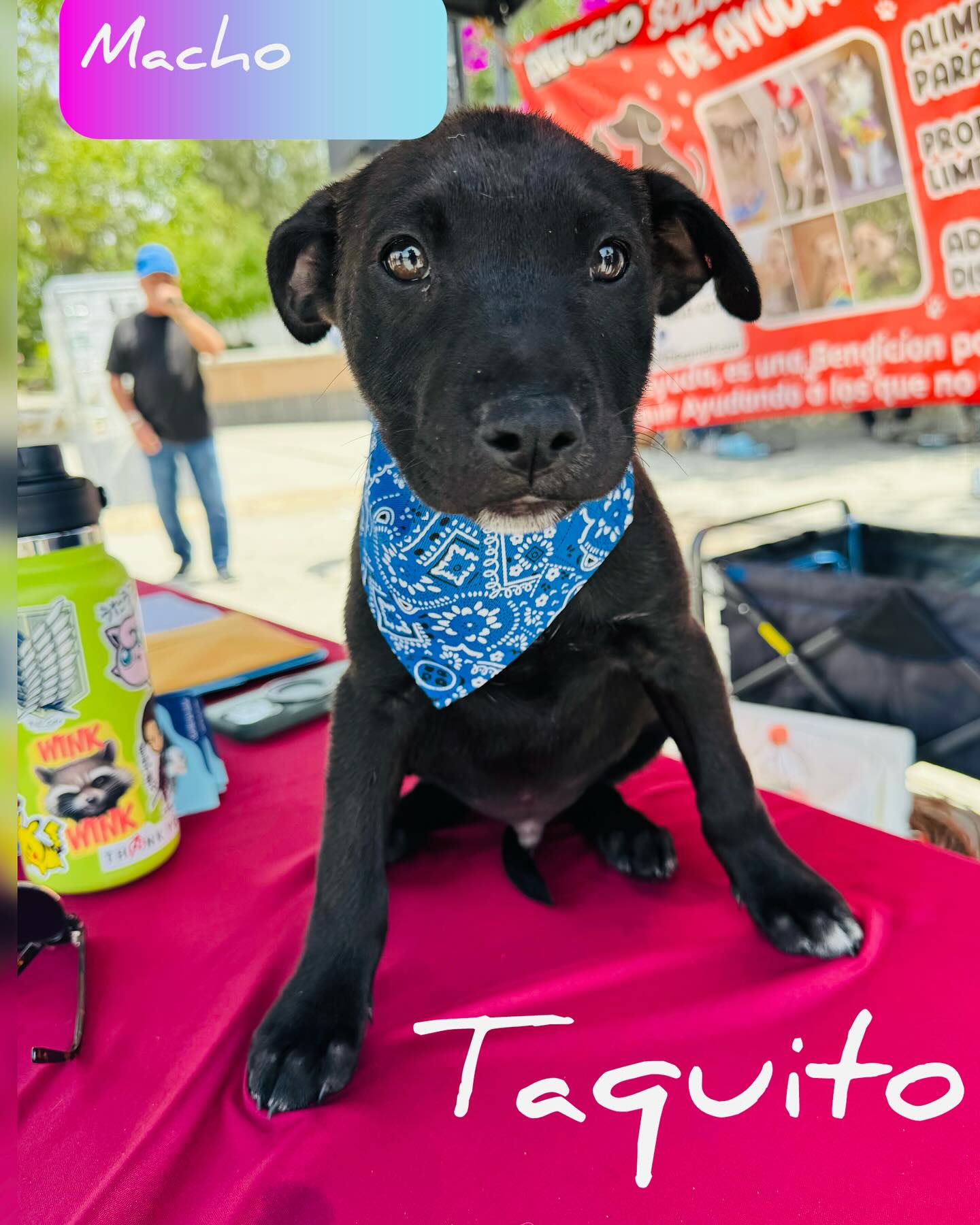 Paws For Hope: Rescued Puppies Seek Forever Homes