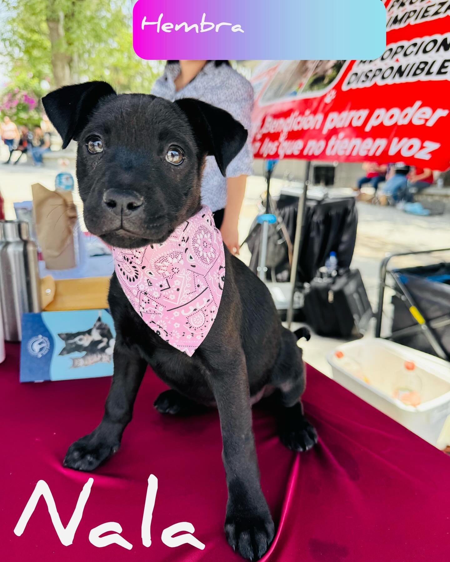 Paws For Hope: Rescued Puppies Seek Forever Homes