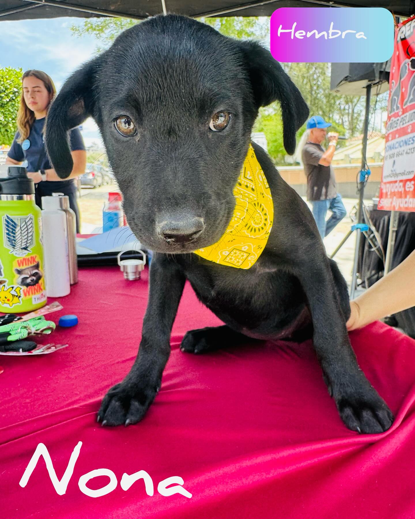 Paws For Hope: Rescued Puppies Seek Forever Homes