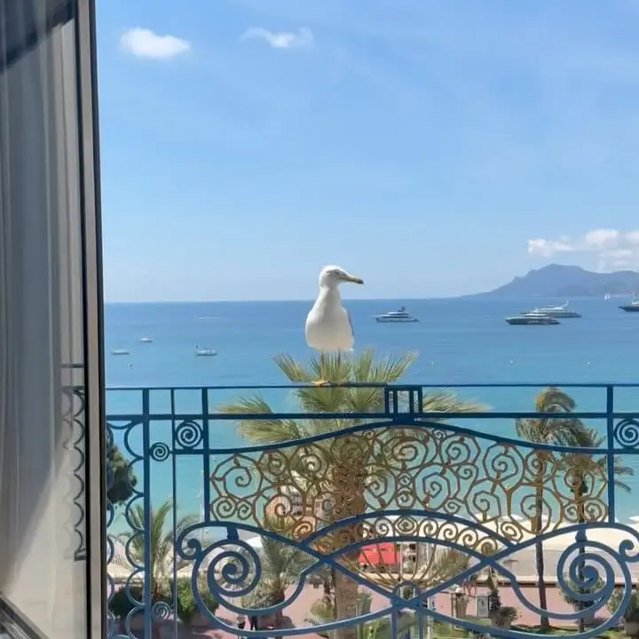 Postcards From Cannes