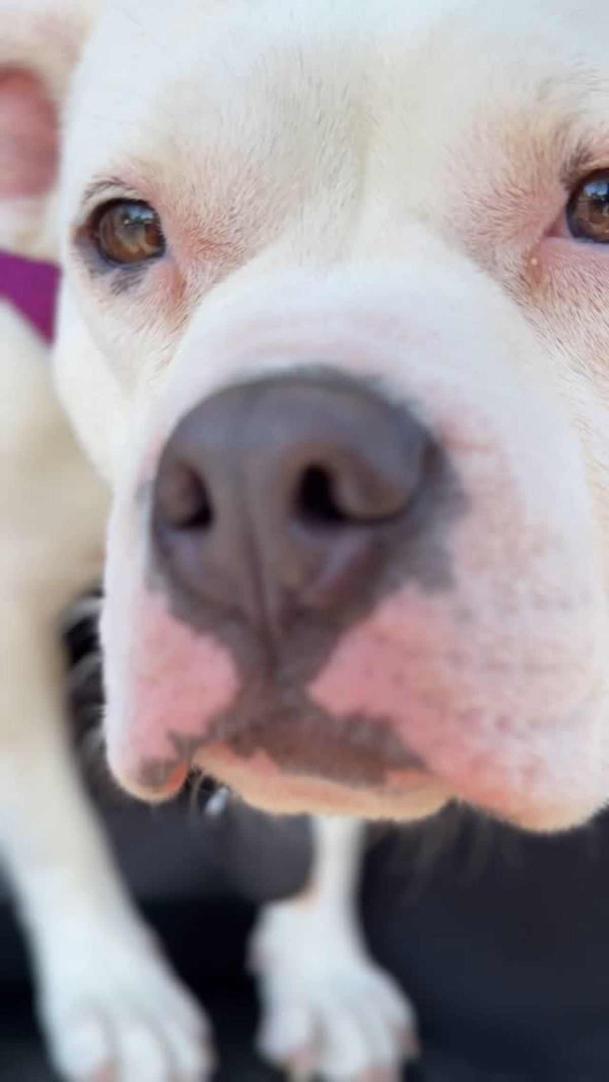 Rebecca Corry’s Shares A Useful Tip For Pet Parents After a tricky nail trim, her pet tip-toes with a new harness, showing determination now!