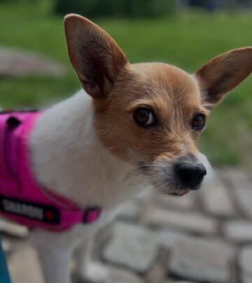 Rescue Dog Day: Adopting Sharon Makes Hearts Smile