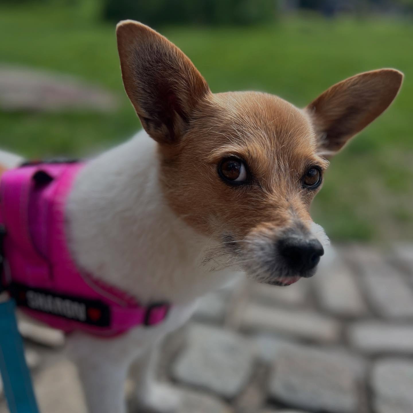 Rescue Dog Day: Adopting Sharon Makes Hearts Smile Celebrate the love of rescue dogs on National Rescue Dog Day as Sharon wins over hearts!!