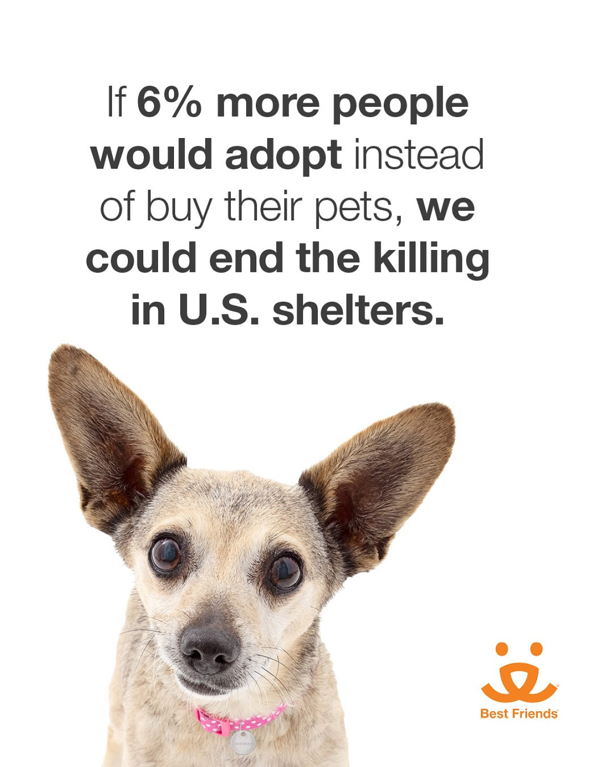 Rescue Pups Ignite Pet Adoption Drive Beloved actress Kimberly shares joy with rescue pups, urging pet adoption.