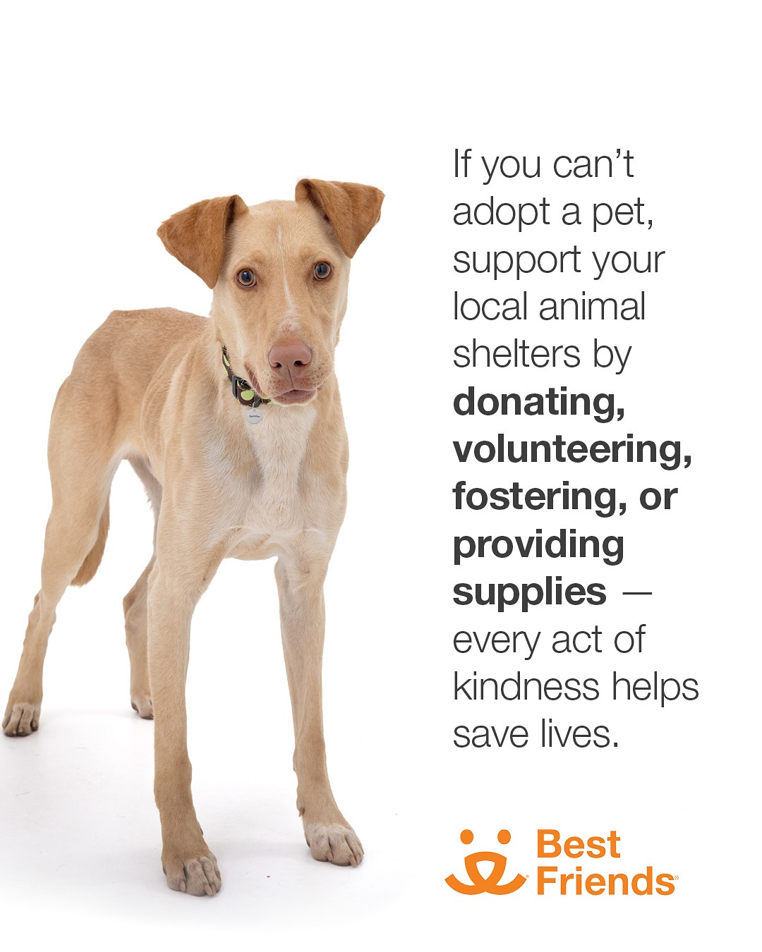 Rescue Pups Ignite Pet Adoption Drive
