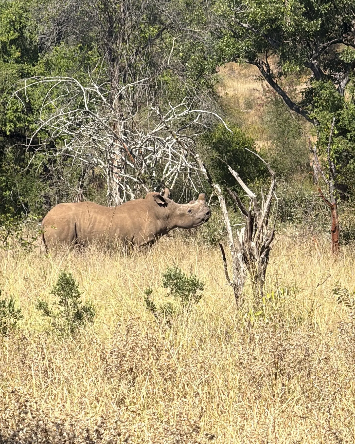 Witness the raw emotion of wildlife conservation as live rhino dehorning protects life!