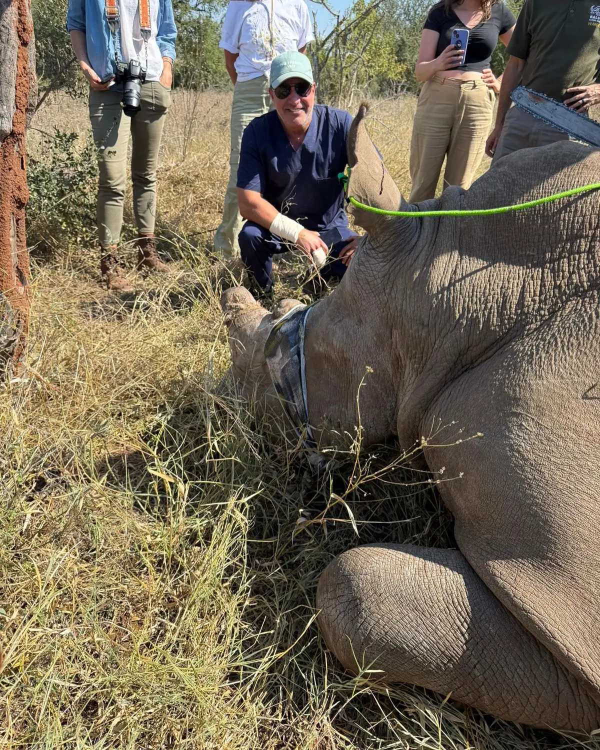 Rhino Dehorning For Wildlife Survival