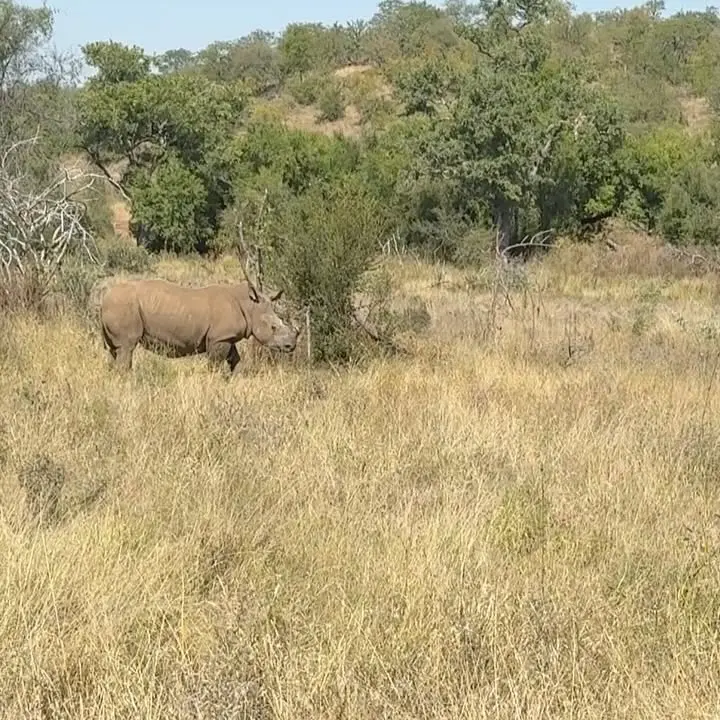 Rhino Dehorning For Wildlife Survival
