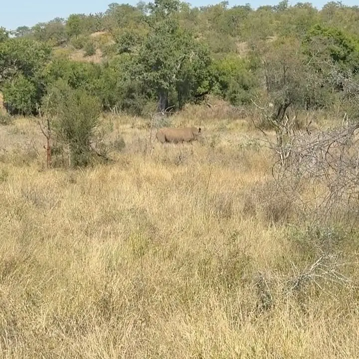 Rhino Dehorning For Wildlife Survival