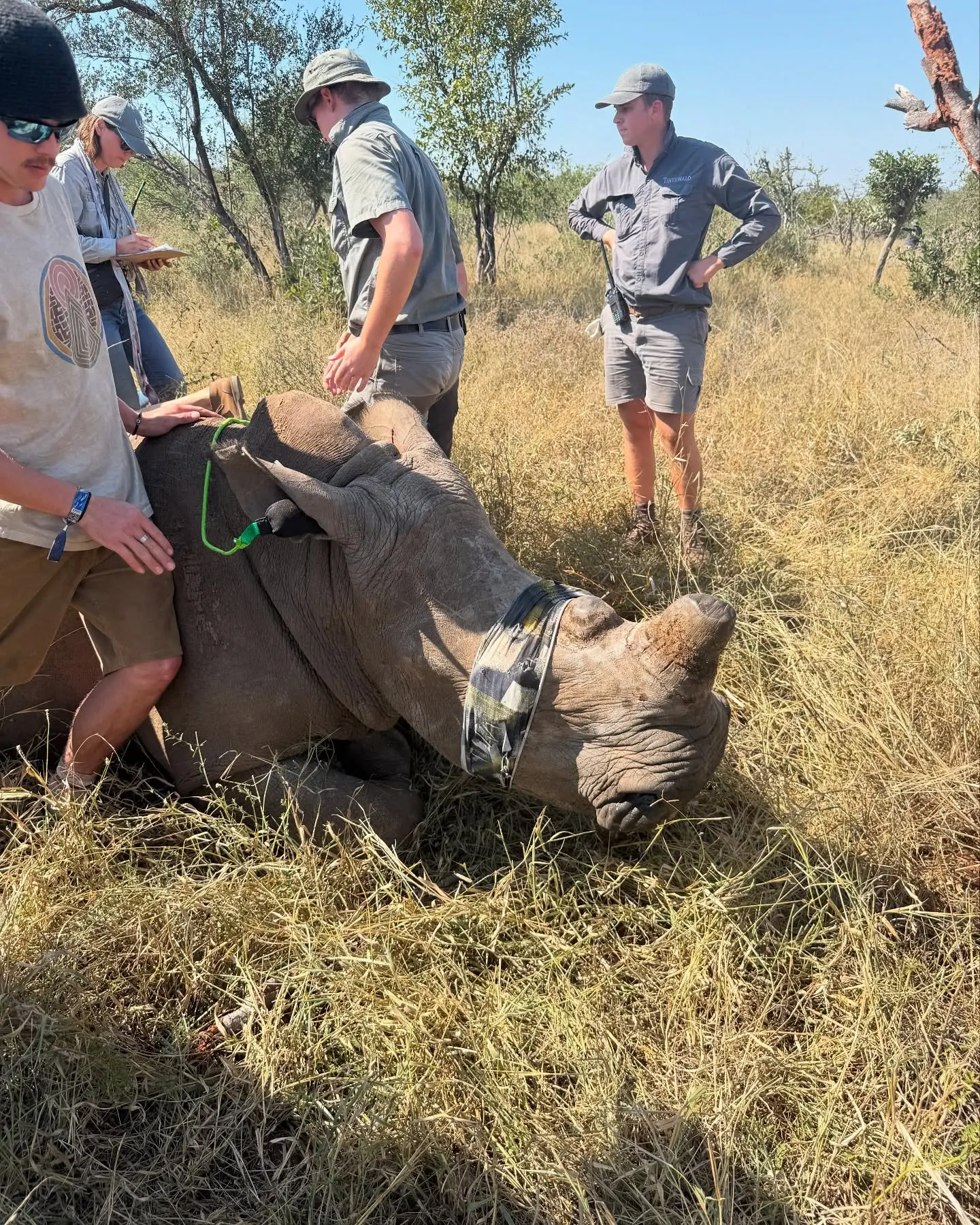 Rhino Dehorning For Wildlife Survival