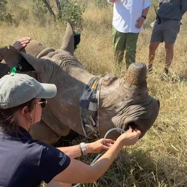 Rhino Dehorning For Wildlife Survival