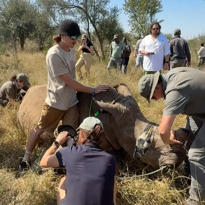 Rhino Dehorning For Wildlife Survival