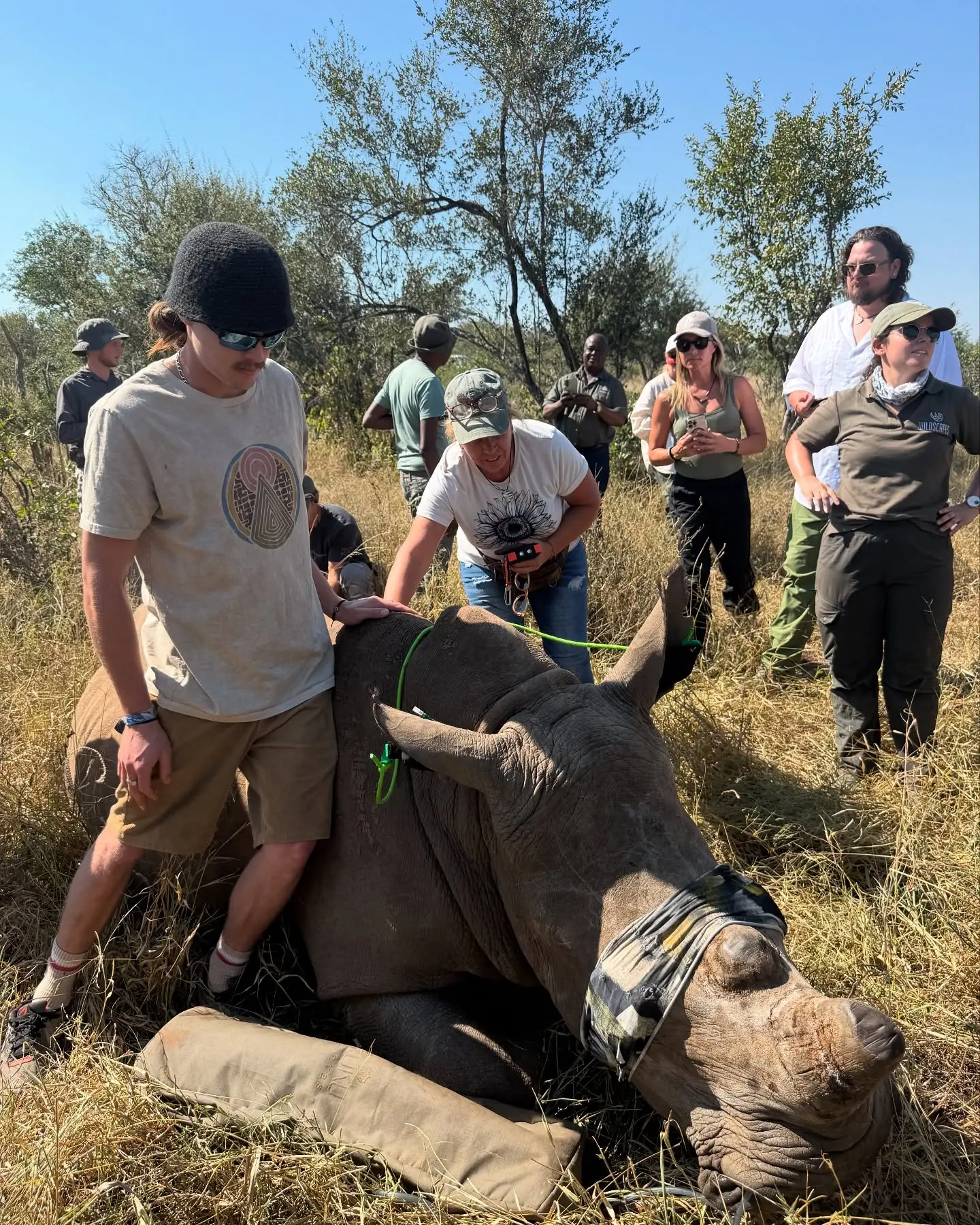 Rhino Dehorning For Wildlife Survival