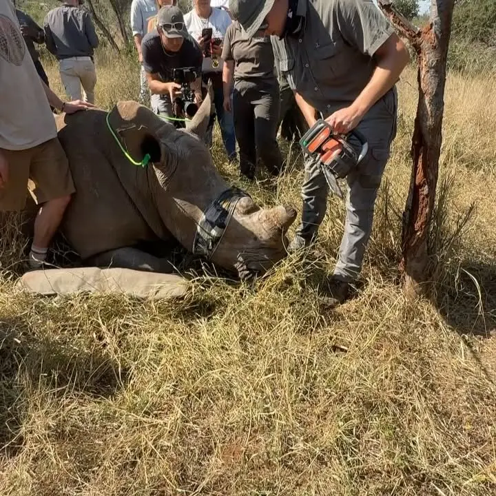 Rhino Dehorning For Wildlife Survival