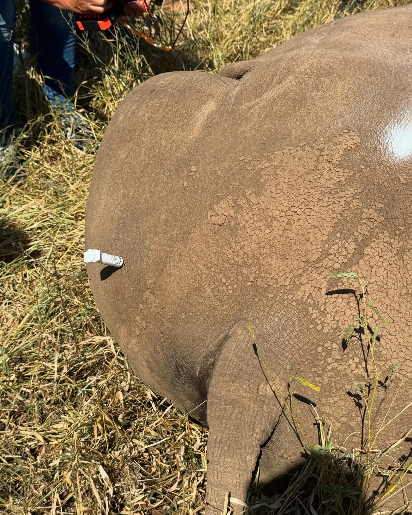 Rhino Dehorning For Wildlife Survival