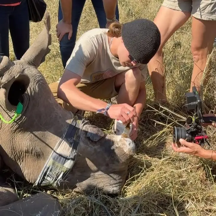 Rhino Dehorning For Wildlife Survival