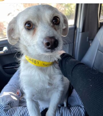 Celebrating her rescue dog’s 3-year milestone with huge thanks to fosters and foundations.