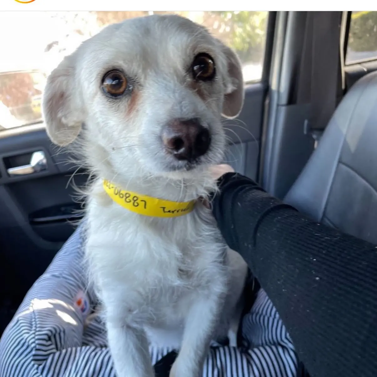 Ricki Lake Celebrates 3-Year Gotchaday Celebrating her rescue dog’s 3-year milestone with huge thanks to fosters and foundations.