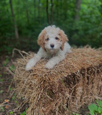 Ryan Larkins welcomes adorable new pup Sugar in a social update that charms fans. Truly!!!