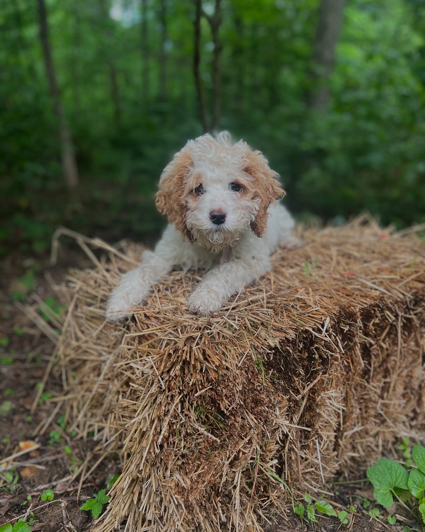 Ryan Larkins Welcomes New Pup Sugar Ryan Larkins welcomes adorable new pup Sugar in a social update that charms fans. Truly!!!