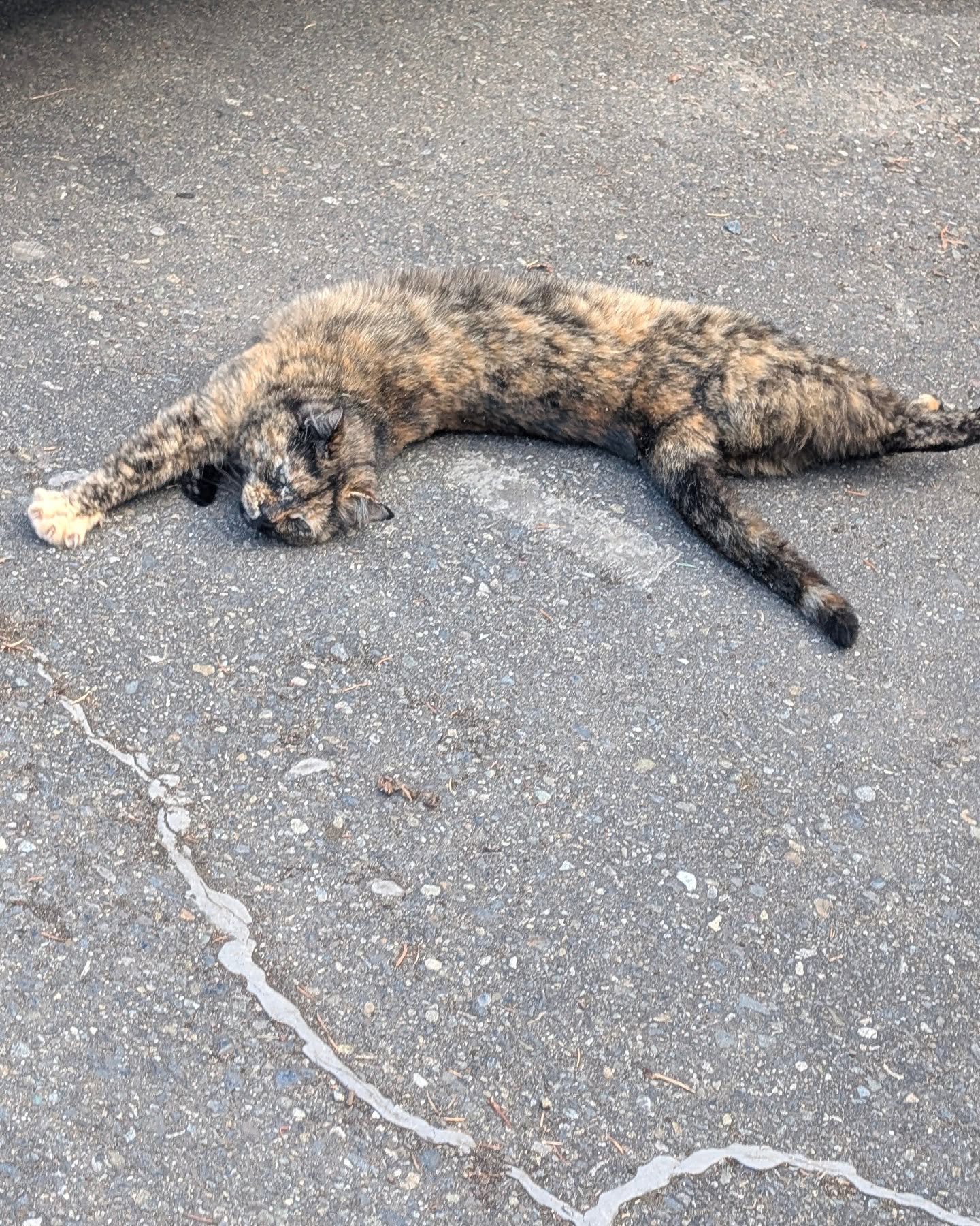 Scott Losse Flaunts His ‘Looooong Cat’ Tortie Fans marvel as a stretched tortoiseshell feline takes center stage with playful viral appeal