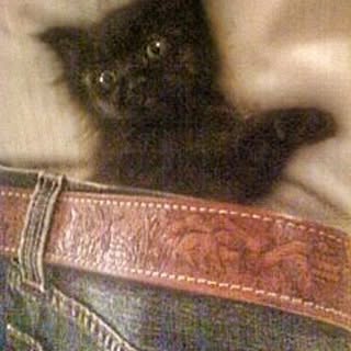 Sean Gunn Celebrates Feline Milestone on Special Caturday