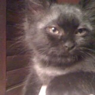 Sean Gunn Celebrates Feline Milestone on Special Caturday