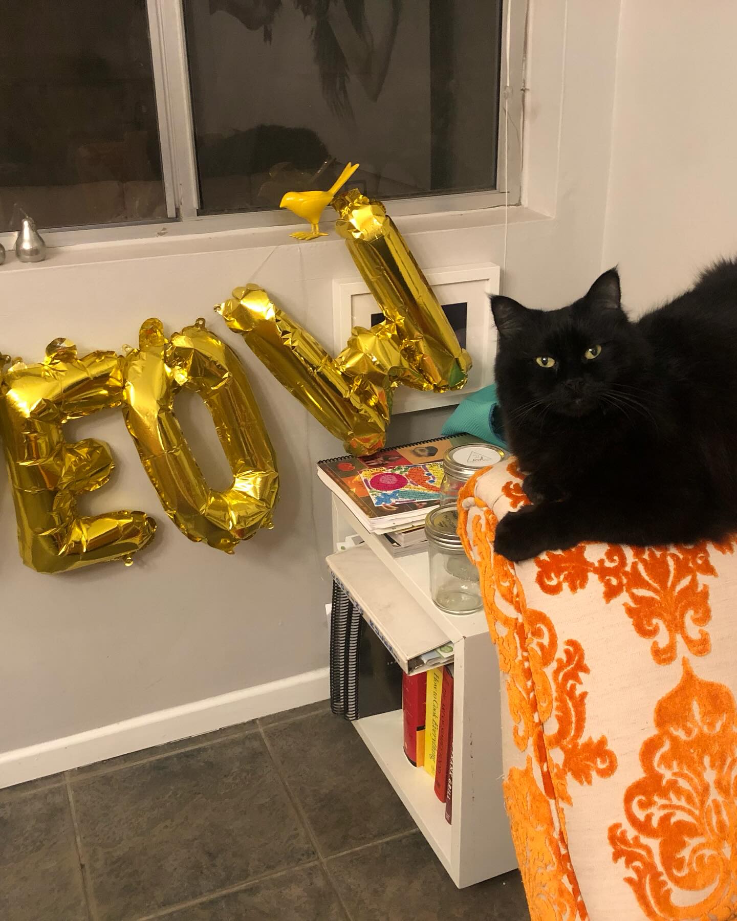 Sean Gunn Celebrates Feline Milestone on Special Caturday